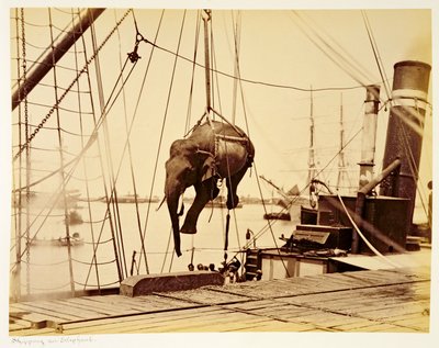 Trasporto di un elefante birmano da English Photographer